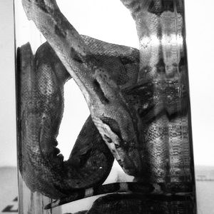 Boa taxidermy
